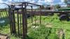 Cattle chute w/auto catch head gate