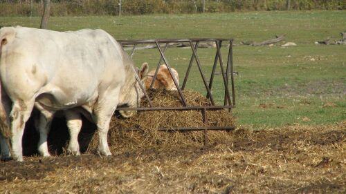 standard round bale feed ring (various condition)