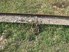 12' rail-iron yard drag w/hooks and chain - 2