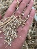 Uncombined wheat w/weeds, several bushels of wheat in each bale. Wrapped LOT B - 3