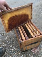 6-FRAME WAX DIPPED NUC BOX w/drawn comb, mostly plastic foundation (Hillview Honey Works) Mitch Rodgers 204-871-6393