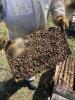 JNJ HONEY (Josh & Nate Kolano) SINGLE BROOD COLONY (204-408-5130) S 1-4 - 8