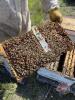 JNJ HONEY (Josh & Nate Kolano) SINGLE BROOD COLONY (204-408-5130) S 25-28 - 5