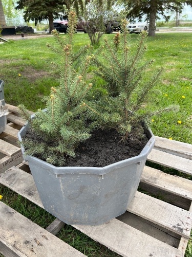 (4) 18 to 20" Colorado Blue Spruce trees ready to be transplanted. 