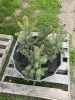 (4) 18 to 20" Colorado Blue Spruce trees ready to be transplanted.  - 2