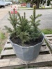 (4) 18 to 20" Colorado Blue Spruce trees ready to be transplanted.  - 3