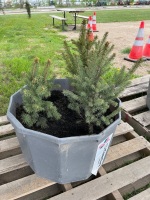 (3) 18 to 20" Colorado Blue Spruce trees ready to be transplanted. 