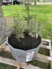 (3) 18 to 20" Colorado Blue Spruce trees ready to be transplanted. 