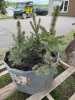 (3) 18 to 20" Colorado Blue Spruce trees ready to be transplanted.  - 2