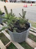 (3) 18 to 20" Colorado Blue Spruce trees ready to be transplanted.  - 3