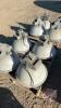 shop/barn lights (4), H117 - 2