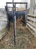 *45’ curved double alley (all steel construction) 30” wide cow alley & 18” wide calf alley, 5’ high sides, end divider gates on each end, off gate to loading chute (see video for best description) - 22